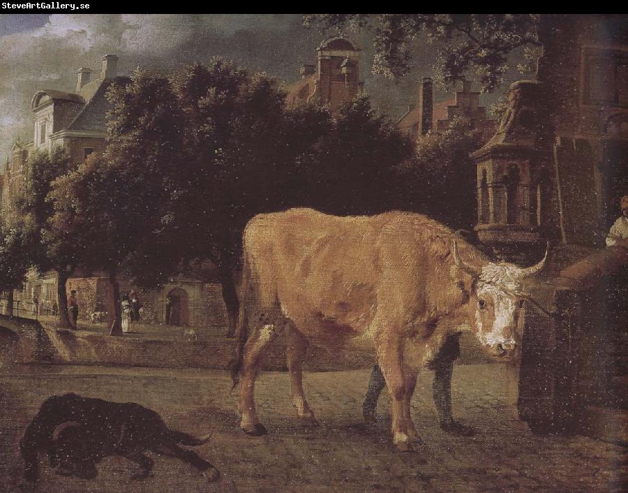 Jan van der Heyden Square cattle